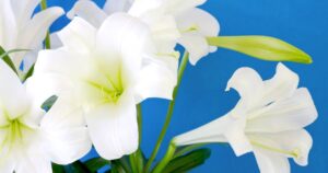 Easter Lilies 2024